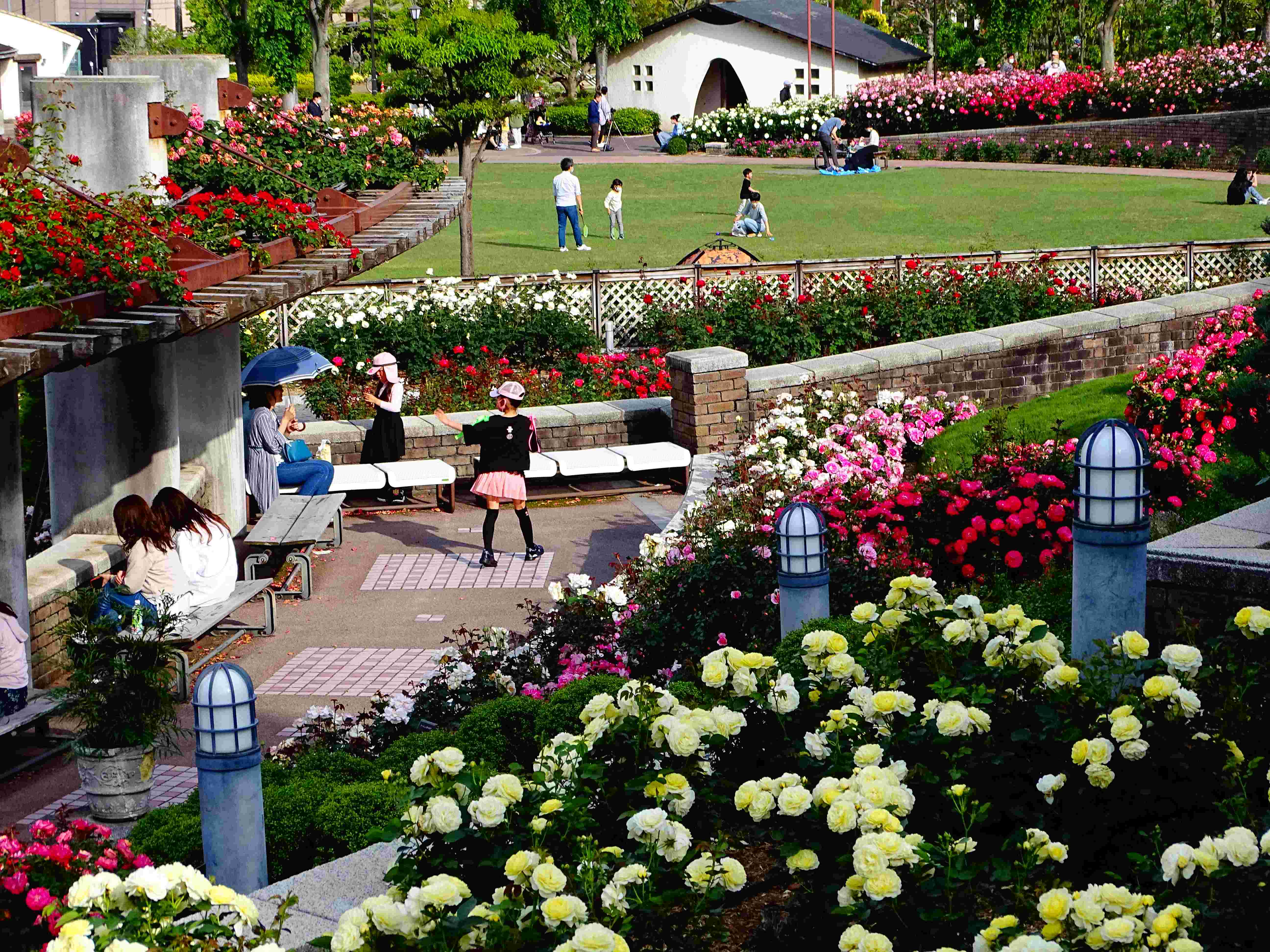 🌹 아라마키 장미공원 (아라마키바라코엔) 이미지 6